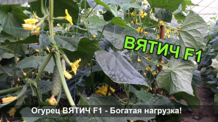 Семена огурца Вятич